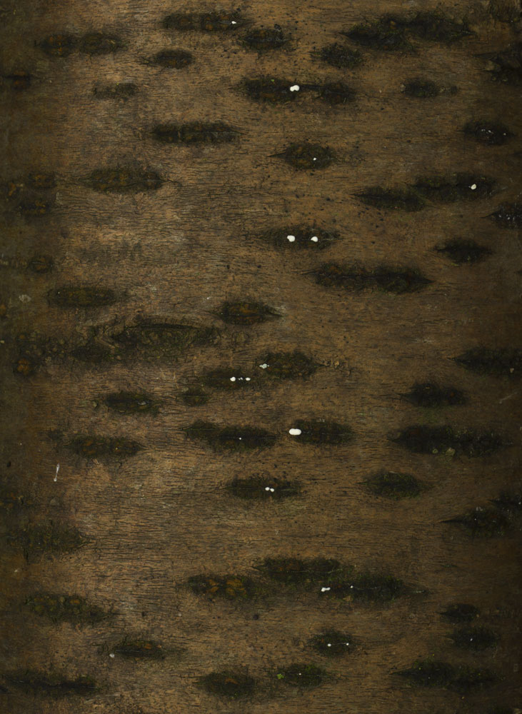 Maria Friberg, Mirroring the Bois de Fa. Part 1: Autumn #3, 2020