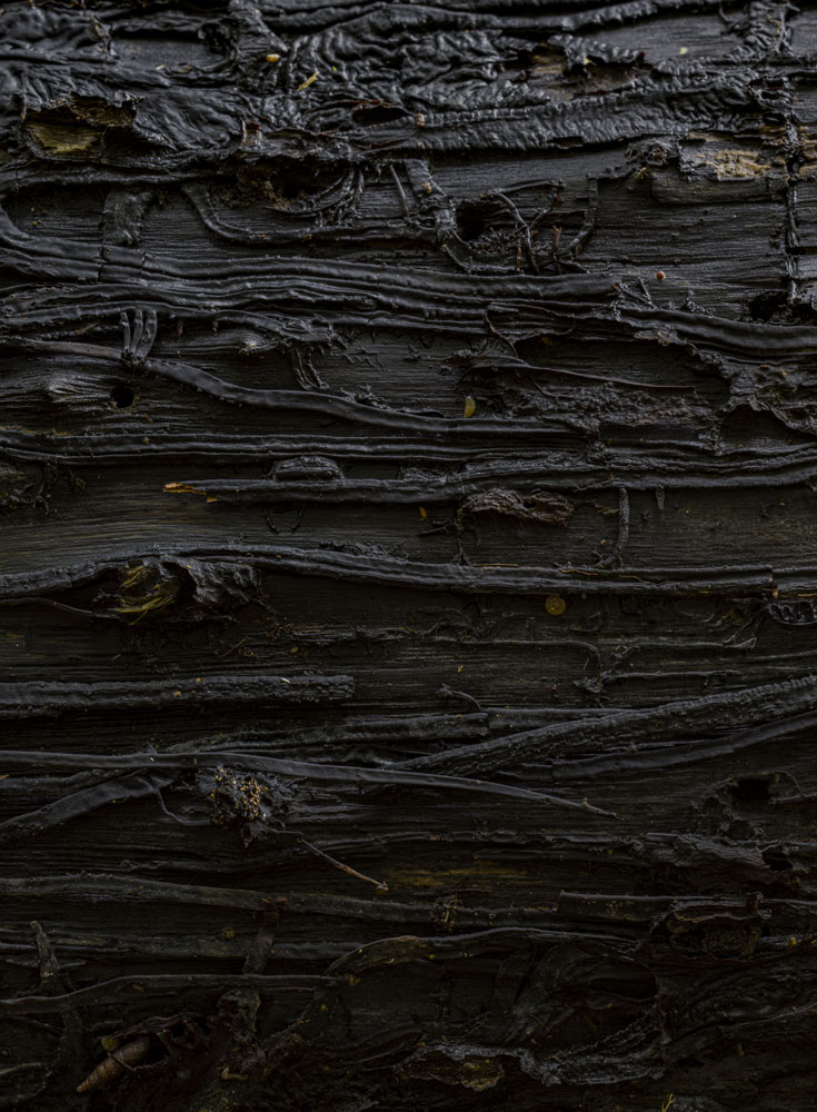 Maria Friberg, Mirroring the Bois de Fa. Part 1: Autumn #4, 2020
