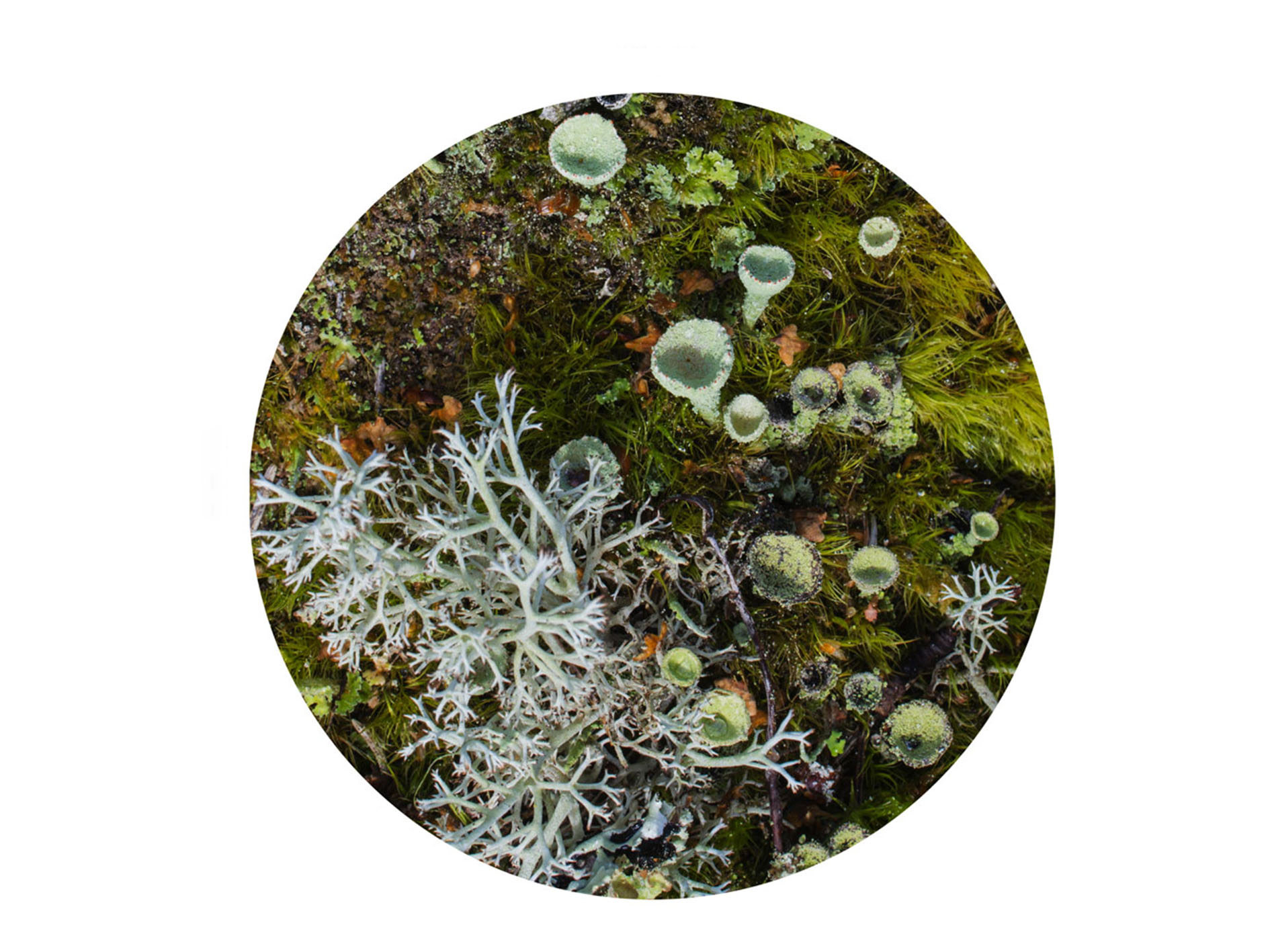 Mirroring Nature 20, 2019