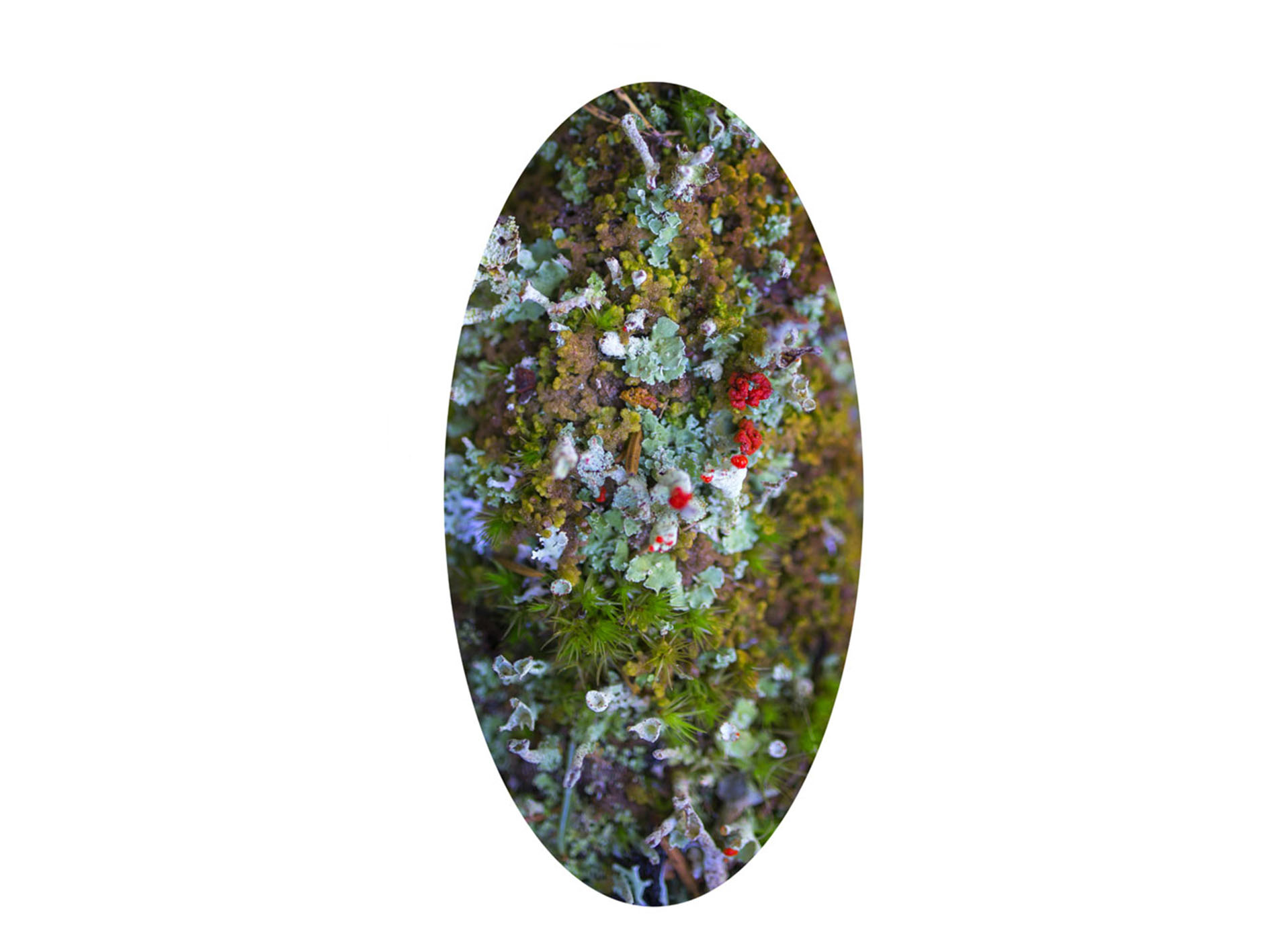 Mirroring Nature 4, 2019