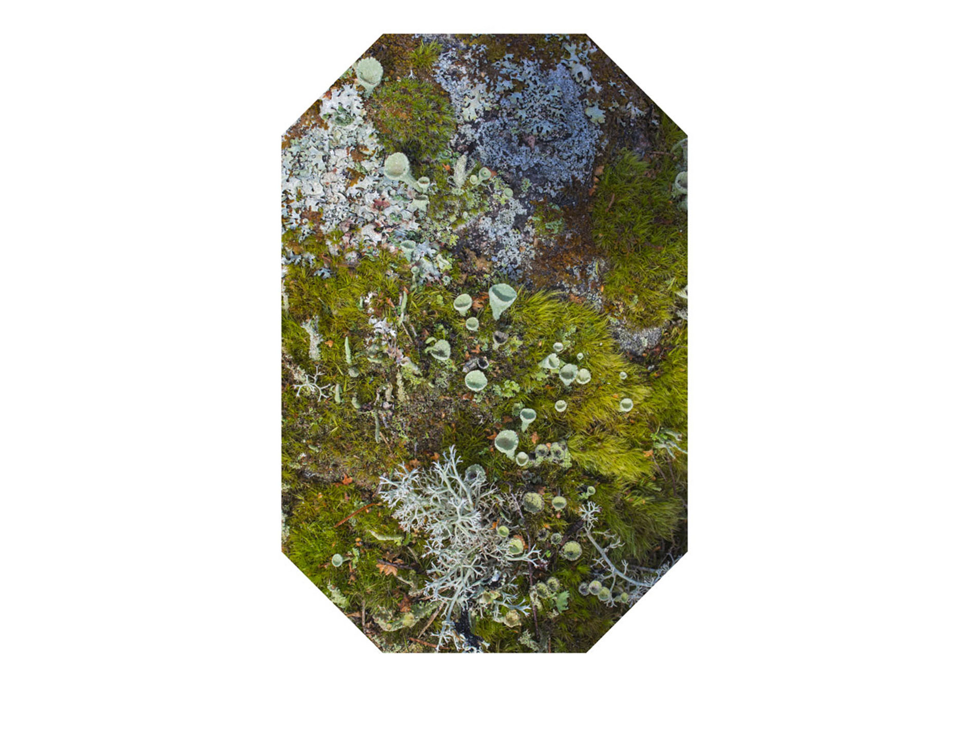 Mirroring Nature 9, 2019